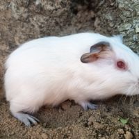 Cochon d'inde himalayen #10