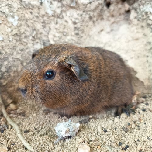 Cochon d'inde p l #2