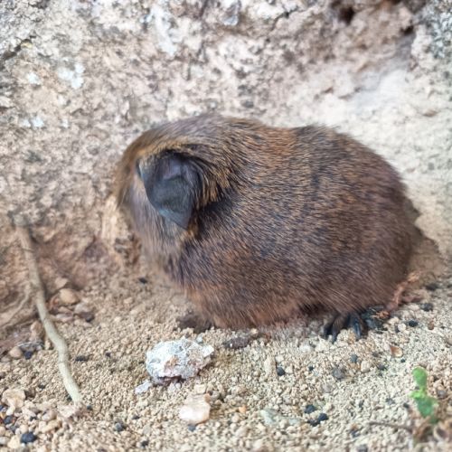 Cochon d'inde p l #3