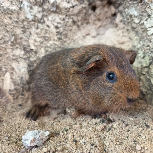 Cochon d'inde p l #4