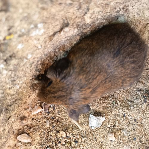 Cochon d'inde p l #5