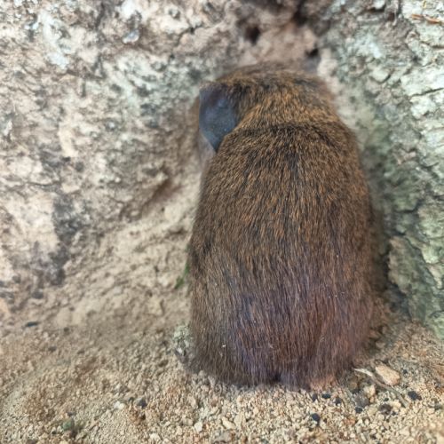 Cochon d'inde p l #6