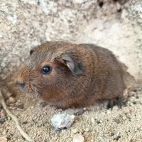 Cochon d'inde p l #2