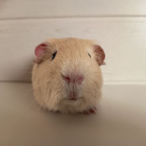 Cochon d'inde upl #1