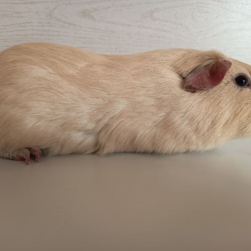 Cochon d'inde upl #2