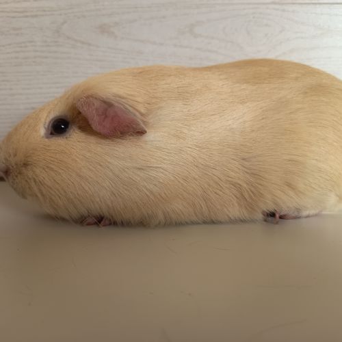 Cochon d'inde upl #3