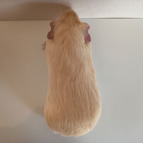 Cochon d'inde upl #5