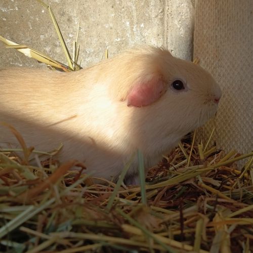 Cochon d'inde upl #7