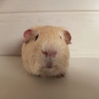 Cochon d'inde upl #1