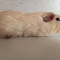 Cochon d'inde upl #2