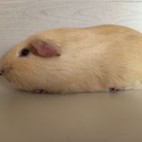 Cochon d'inde upl #3