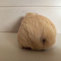 Cochon d'inde upl #4