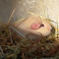 Cochon d'inde upl #6