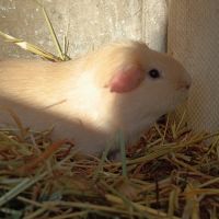 Cochon d'inde upl #7