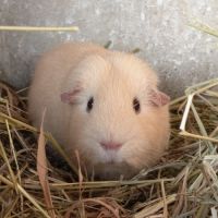 Cochon d'inde upl #8