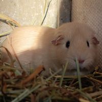 Cochon d'inde upl #10