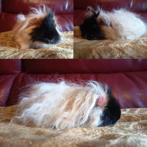 Duo cochon d'inde lunkarya x texel #0