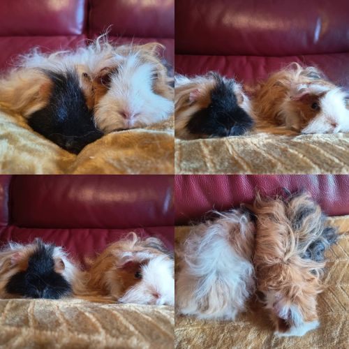 Duo cochon d'inde lunkarya x texel #3