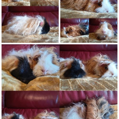 Duo cochon d'inde lunkarya x texel #4