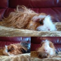 Duo cochon d'inde lunkarya x texel #2