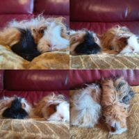 Duo cochon d'inde lunkarya x texel #3