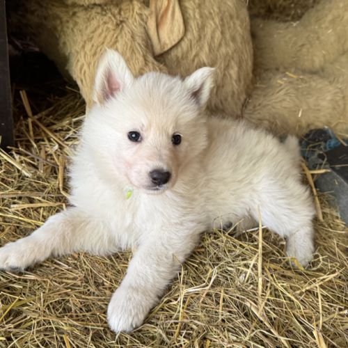 A réserver magnifiques chiots berger blanc suisse #1