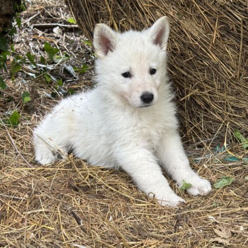 A réserver magnifiques chiots berger blanc suisse