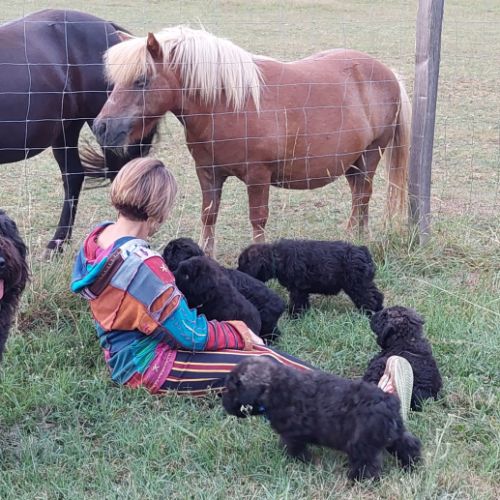 Chiots bouvier des flandres #1