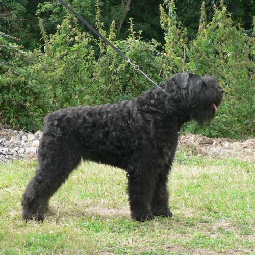 Chiots bouvier des flandres