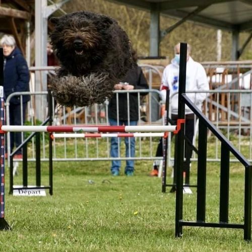 Chiots bouvier des flandres #3