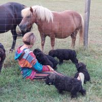 Chiots bouvier des flandres #1