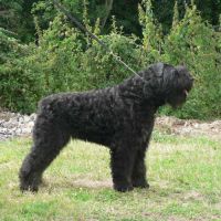 Chiots bouvier des flandres