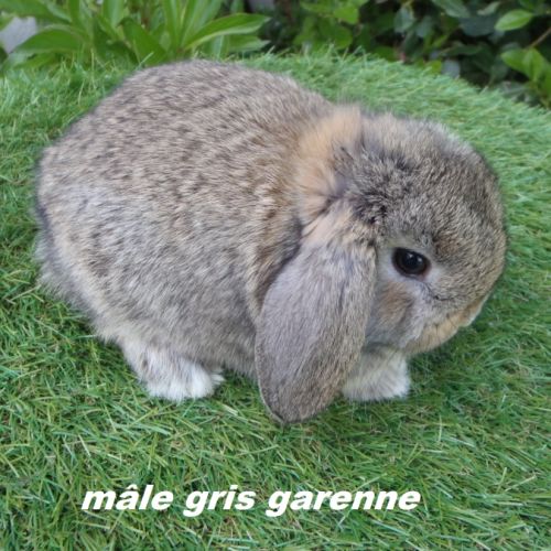 Lapins béliers nains minilops #1