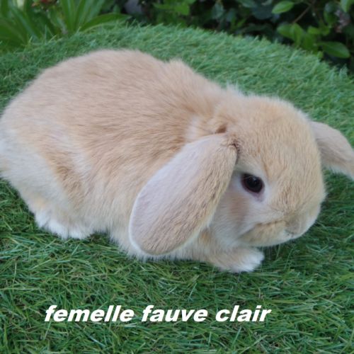 Lapins béliers nains minilops #0