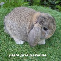 Lapins béliers nains minilops #1