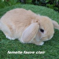 Lapins béliers nains minilops