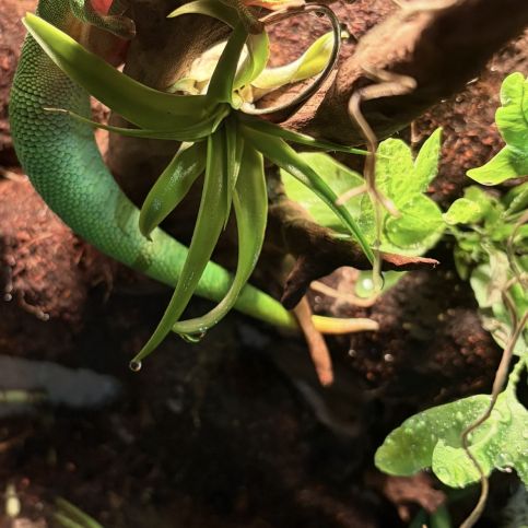 Gecko phelsuma grandis