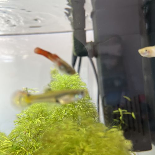 Vend alevin guppy #1