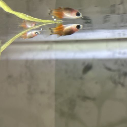 Vend alevin guppy #0