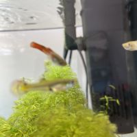 Vend alevin guppy #1