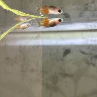 Vend alevin guppy
