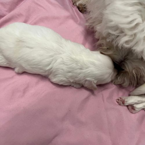 Adorable femelle coton #1