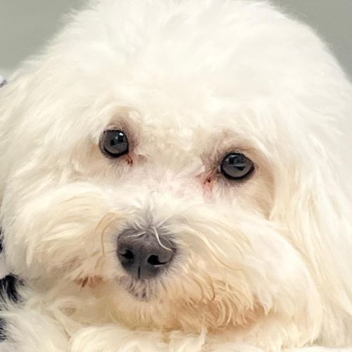 Adorable femelle coton #2