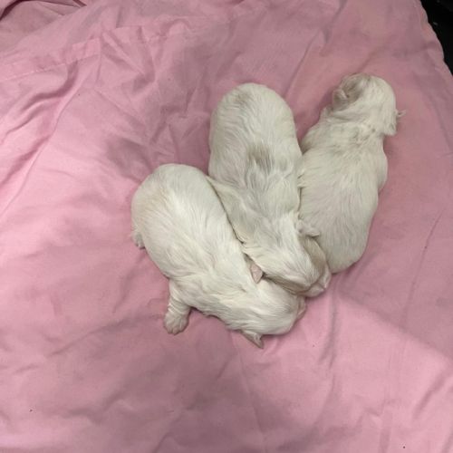 Adorable femelle coton #0