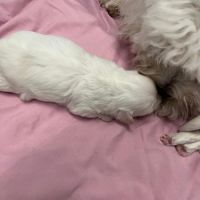 Adorable femelle coton #1