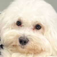 Adorable femelle coton #2