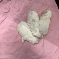 Adorable femelle coton