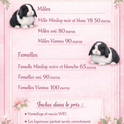 Belier nain minilop #2