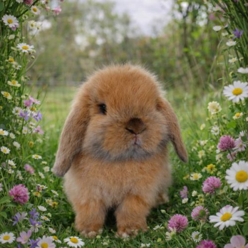 Belier nain minilop #3