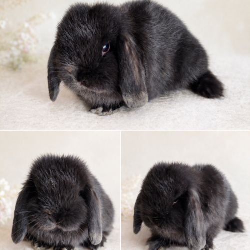 Belier nain minilop #7